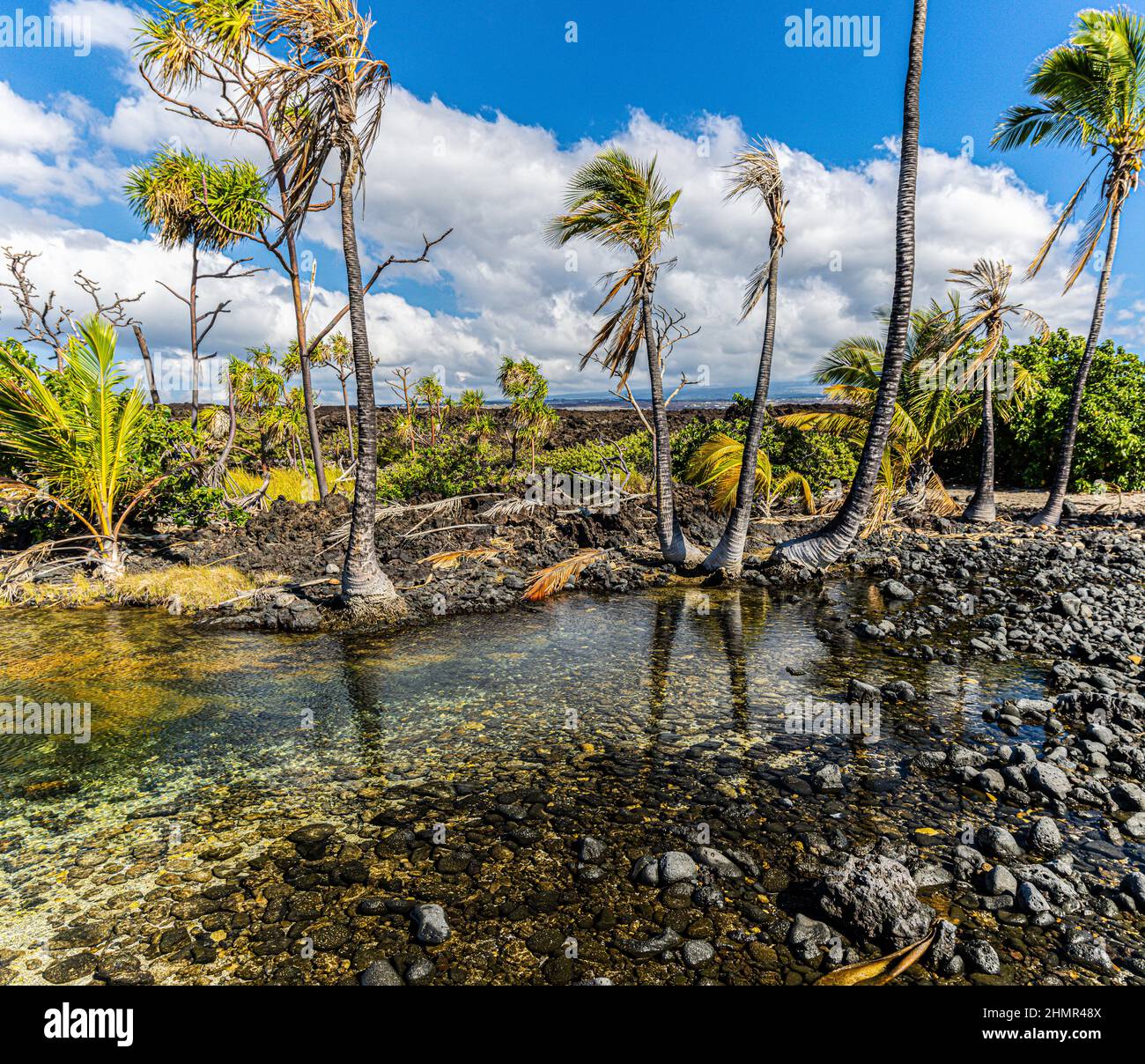 Piscine saumâtre et palmiers à noix de coco entourés de Lava Field près de Pohue Bay, Hawaii Island, Hawaii, États-Unis Banque D'Images