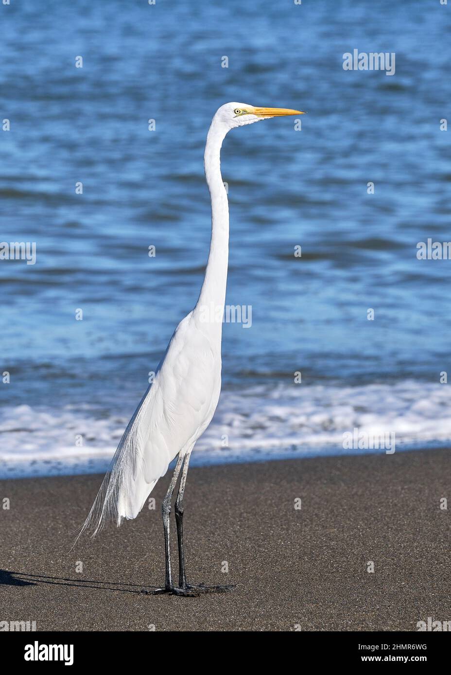 Un magnifique Grand Egret blanc est haut sur une plage avec son cou entièrement étendu avec le fond bleu de l'eau le long de la plage de Playa Potrero à Costa Ri Banque D'Images