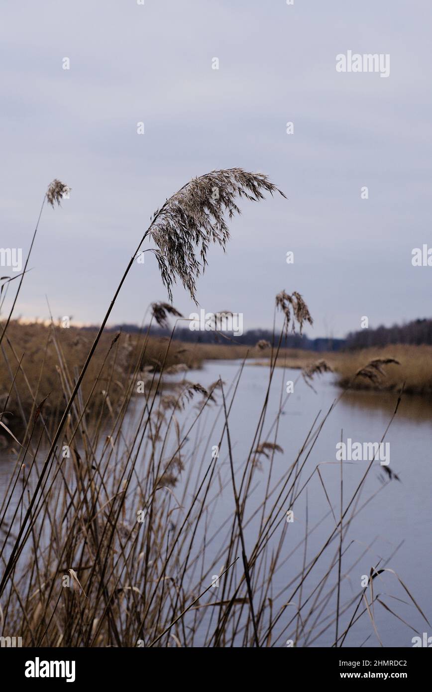 Gros plan d'une plante à roseau commune qui pousse sur le bord du lac contre un ciel nuageux Banque D'Images
