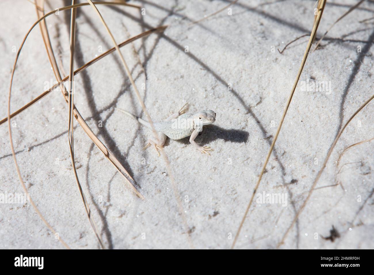 Un lézard sans terre blanchi se fond avec le sable de gypse blanc du parc national de White Sands au Nouveau-Mexique. Banque D'Images