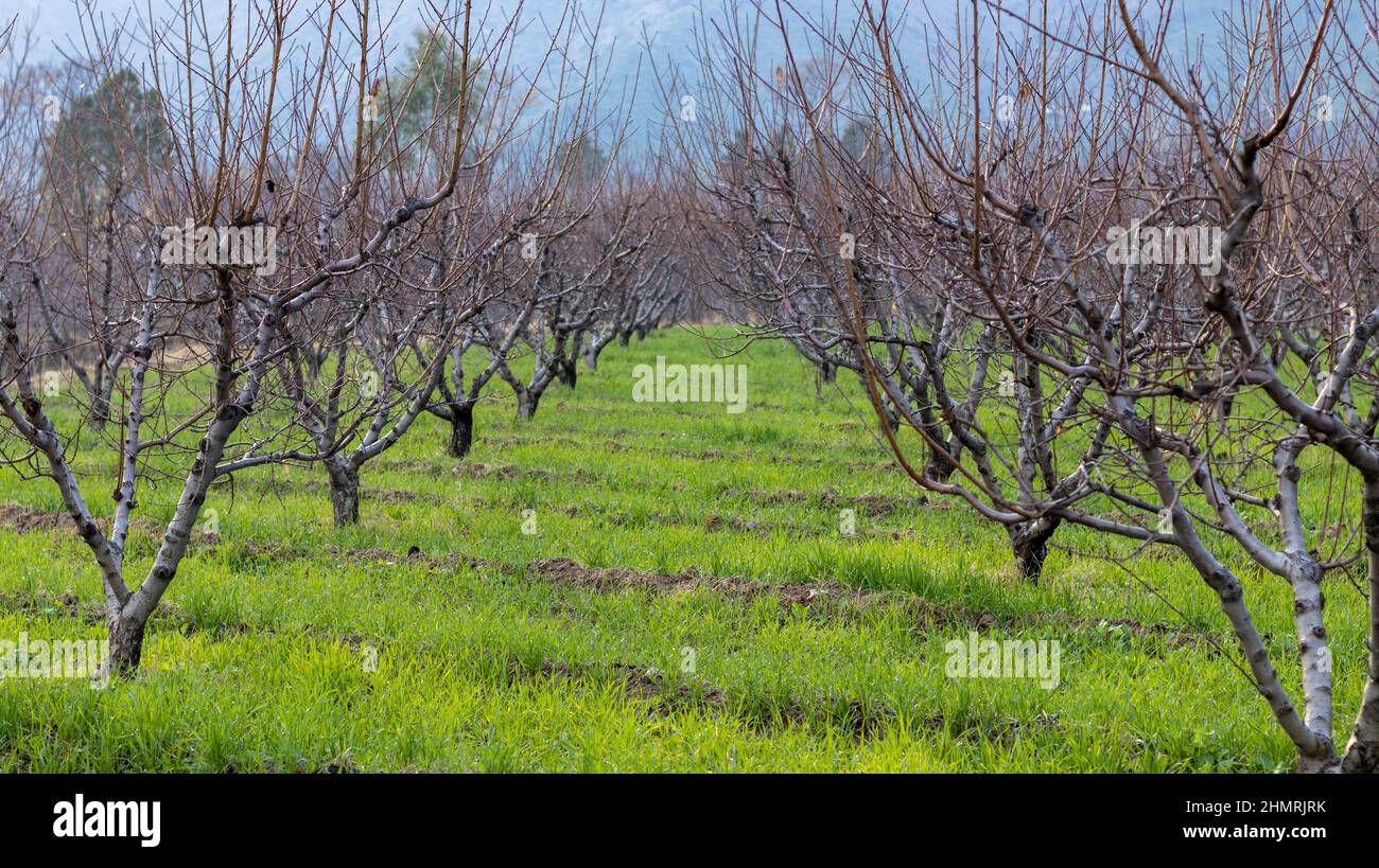 Arbres fruitiers pêchers dans la ferme Banque D'Images