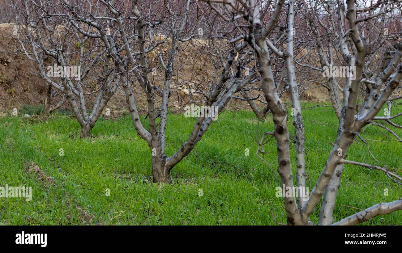 Arbres sans feuilles de fruits de pêche en hiver Banque D'Images
