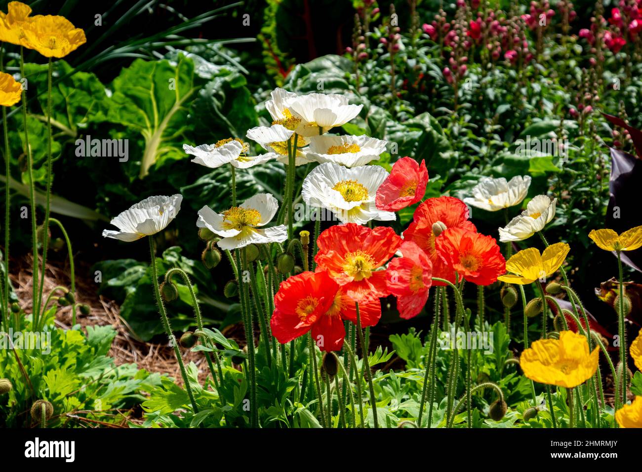 Fleurs aux couleurs vives Banque de photographies et d’images à haute ...