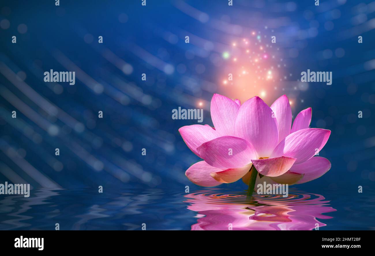 Rose lotus violet lumineux lumière flottante sparkle fond violet Photo  Stock - Alamy