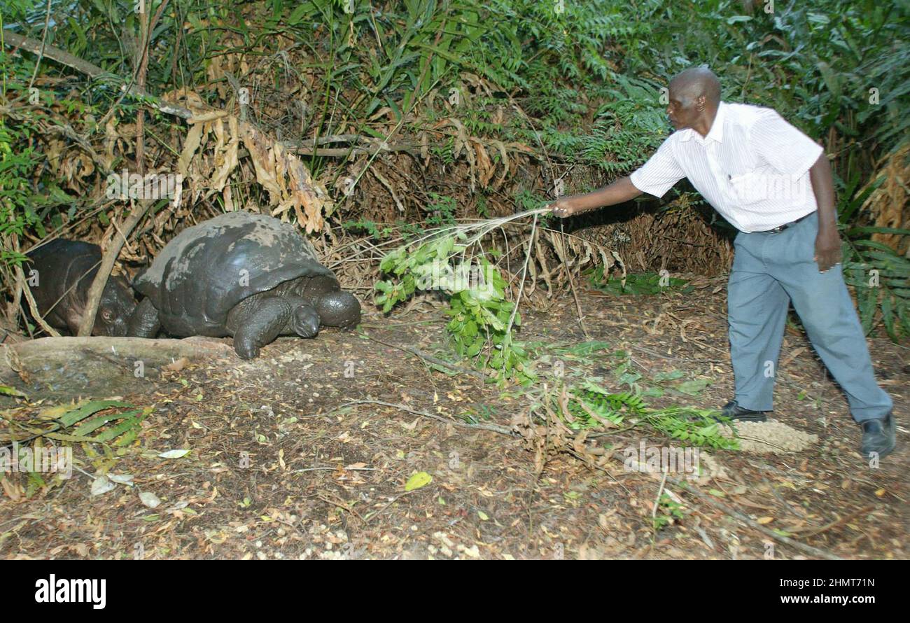 LE GARDIEN STEPHEN TUEI ATTIRE MZEE ET OWEN DE LEUR LIEU DE REPOS DE JOUR AU SANCTUAIRE DE LA FAUNE DE HALLER PARK AFIN QU'OWEN SOIT ALIMENTÉ SES SUPPLÉMENTS ALIMENTAIRES. LE BÉBÉ HIPPO OWEN, QUI A ÉTÉ SÉPARÉ DE SA MÈRE PENDANT LE TSUNAMI DU LENDEMAIN DE NOËL ET QUI A ÉTÉ SAUVÉ ET RÉHÉBERGÉ AU SANCTUAIRE DE LA FAUNE DE LAFARGE À MOMBASSA, AU KENYA, A HEURTÉ UNE INCROYABLE RELATION MÈRE-FILS DE SUBSTITUTION AVEC MZEE, UN GÉANT DE LA TORTUE ÂGÉ DE 130 ANS. MOMBASA. KENYA. PHOTO : GARYROBERTSPHOTO.COM Banque D'Images