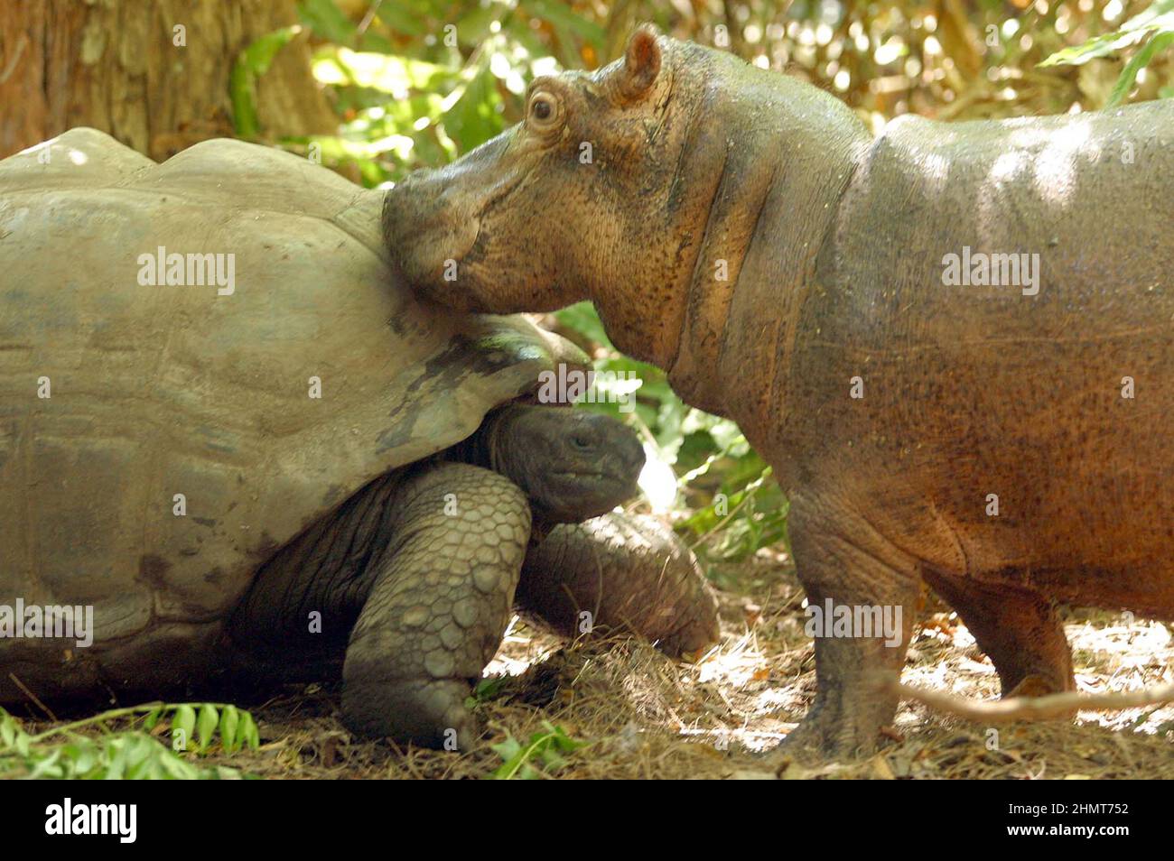 OWEN PREND UN SNIFF REASSURRING DE MZEE. LE BÉBÉ HIPPO OWEN, QUI A ÉTÉ SÉPARÉ DE SA MÈRE PENDANT LE TSUNAMI DE LA BOXE ET QUI A SAUVÉ ET RÉHÉBERGÉ AU SANCTUAIRE DE LA VIE SAUVAGE DE HALLER PARK À MOMBASSA, AU KENYA, A CONCLU UNE RELATION MÈRE-FILS ÉTONNANTE DE SUBSTITUTION AVEC MZEE, UN GÉANT DE LA TORTUE ÂGÉ DE 130 ANS. MOMBASA. KENYA. PHOTO : GARYROBERTSPHOTO.COM Banque D'Images