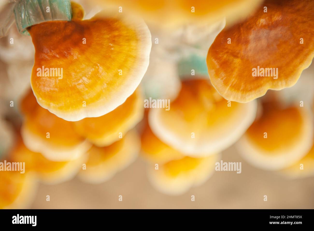 Champignons frais de Lingzhi, Ganoderma lucidum ou Reishi dans une ferme biologique. Médecine traditionnelle chinoise. Gros plan. Banque D'Images
