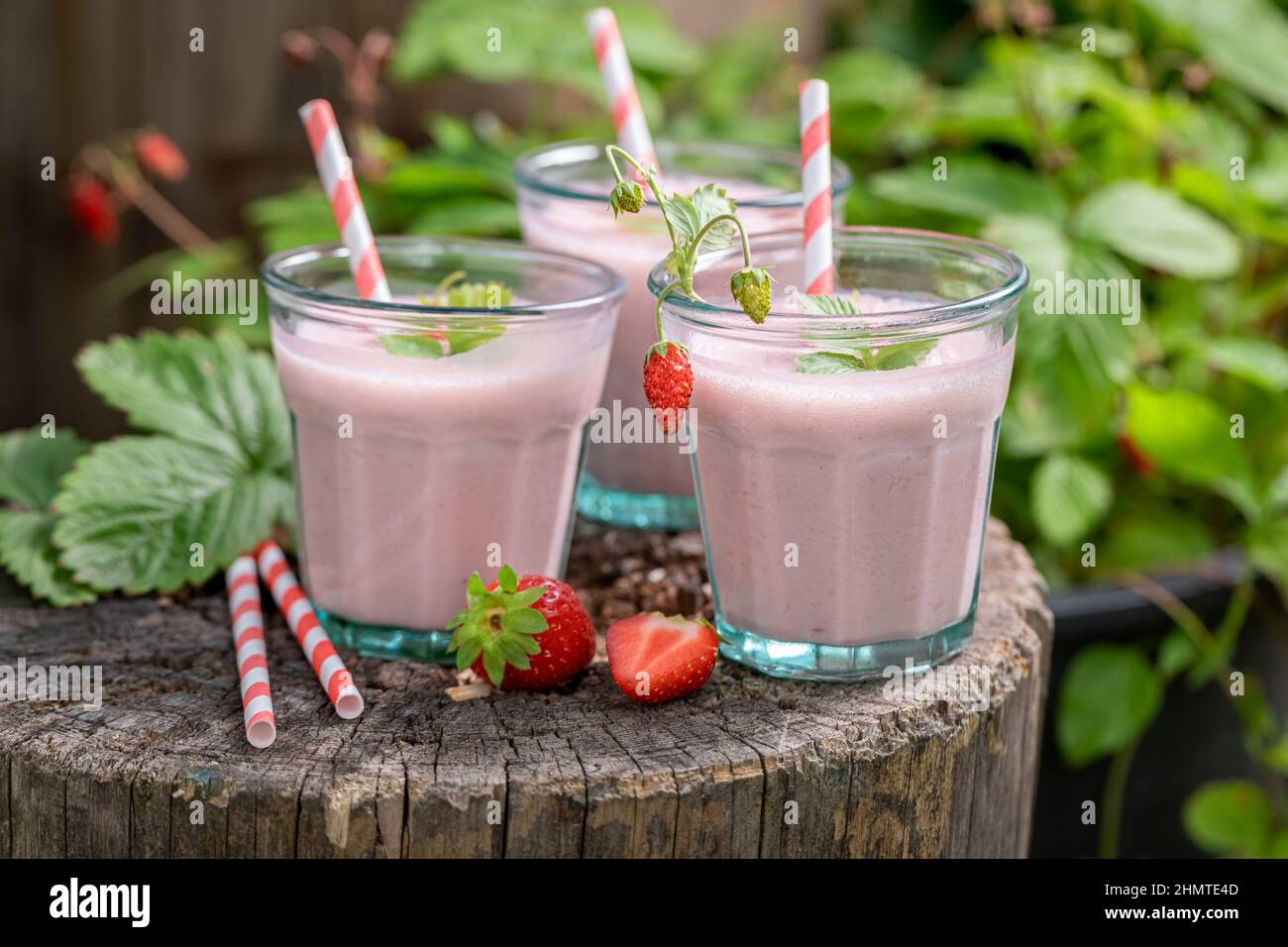 Délicieux cocktail à base de fruits de saison et de lait. Smoothie d'été dans le jardin. Banque D'Images