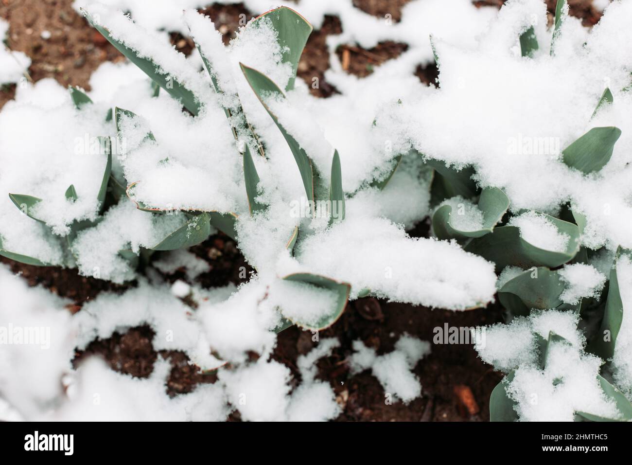 La tulipe verte laisse une couverture de neige. Arrière-plans naturels Banque D'Images