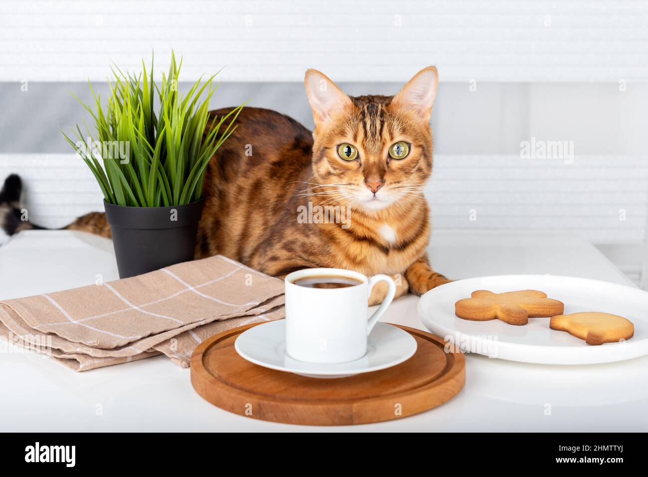 Une tasse de café turc, des biscuits et un chat mignon sur la table Banque D'Images