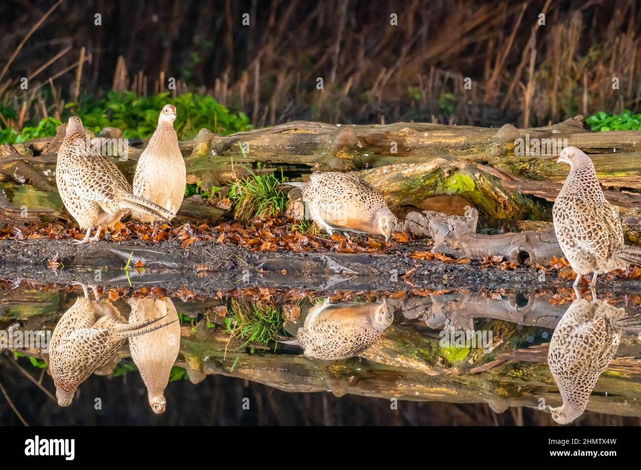 Femelles Phesants (Phasianus colchicus) reflétant dans l'étang à la recherche de nourriture Banque D'Images
