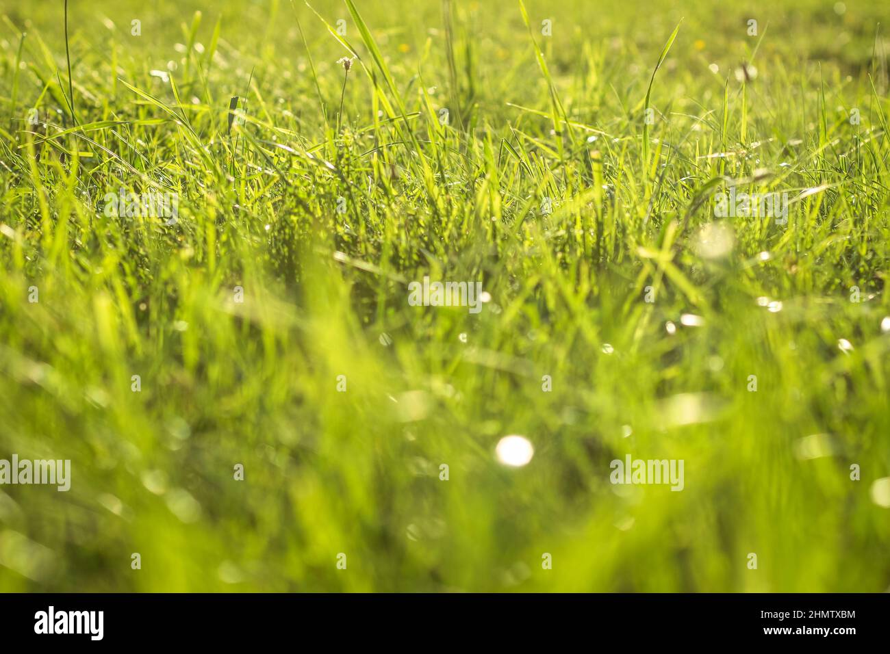 Herbe verte avec eau la rosée tombe dans la lumière du soleil sur la prairie. Herbe sous le soleil sur la pelouse. Banque D'Images