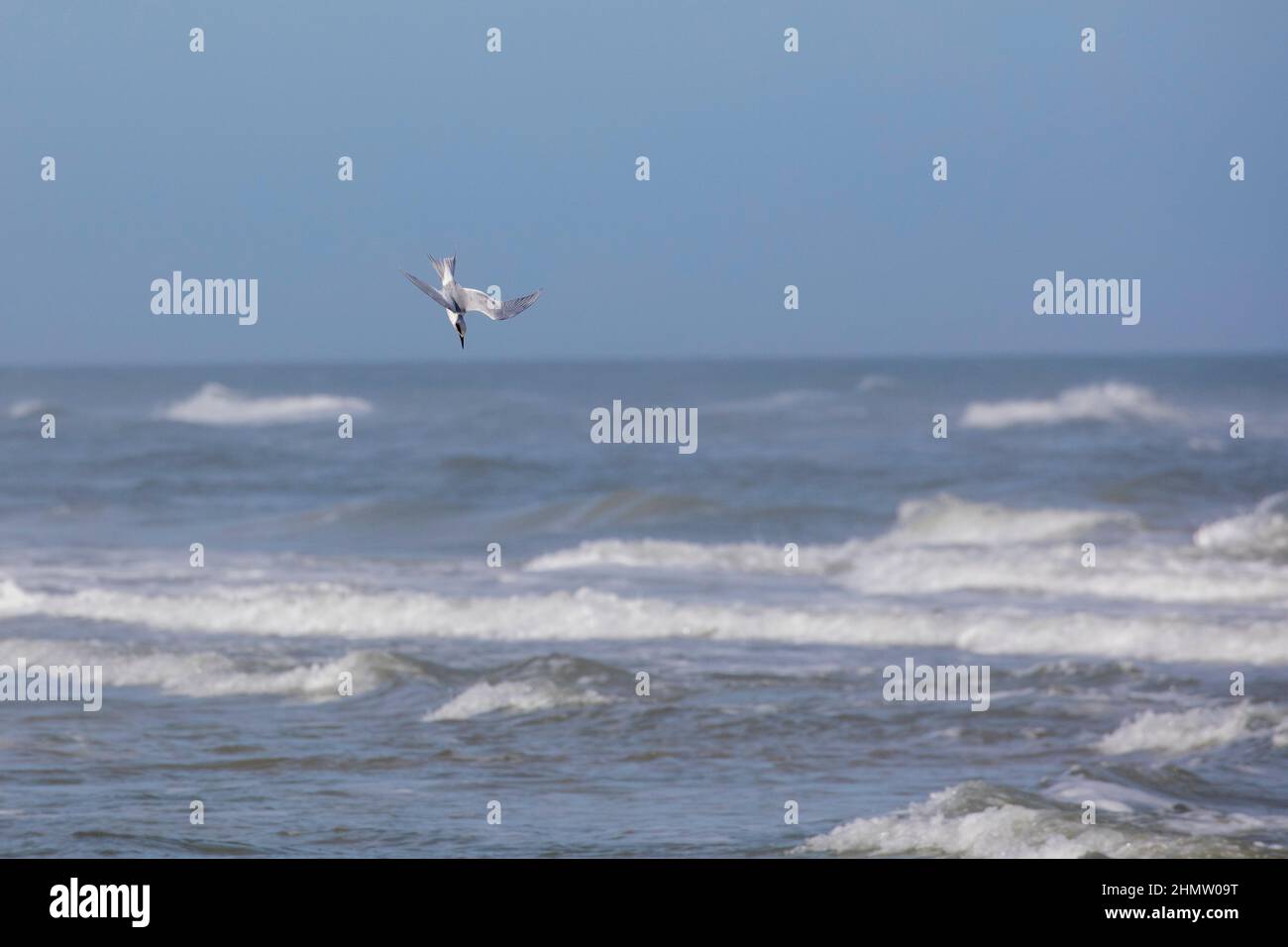 A Forster's tern plongée pour les poissons dans l'océan à Summerhaven, Floride. Banque D'Images