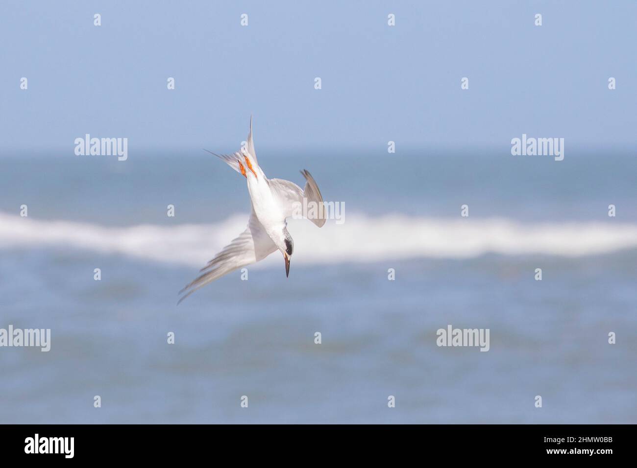 A Forster's tern plongée pour les poissons dans l'océan à Summerhaven, Floride. Banque D'Images