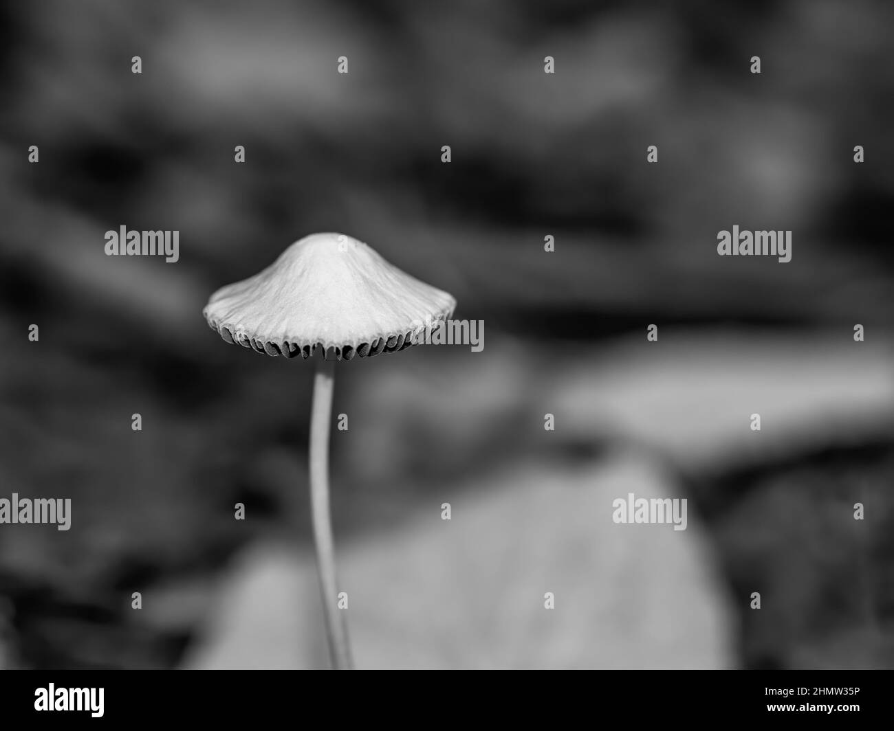 Un champignon sauvage isolé dans la forêt. Photographie minimaliste en noir et blanc. Banque D'Images