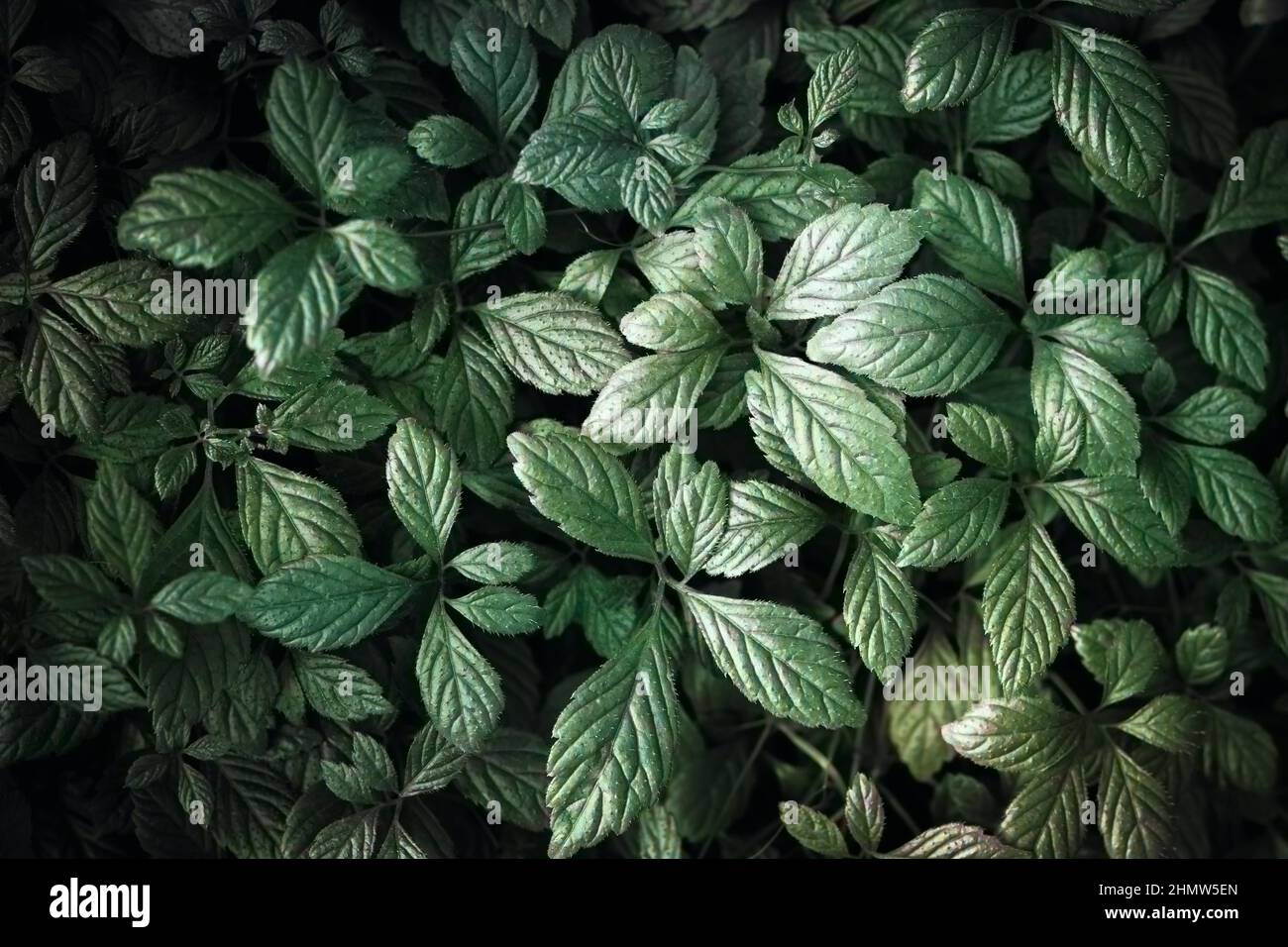Arrière-plan de feuilles vertes luxuriantes, toile de fond naturelle de forêt tropicale Banque D'Images