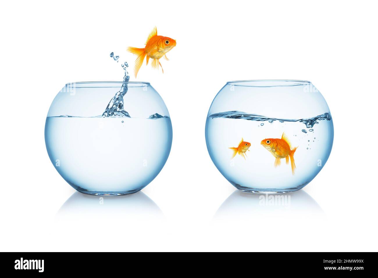 le poisson doré saute à sa famille Banque D'Images