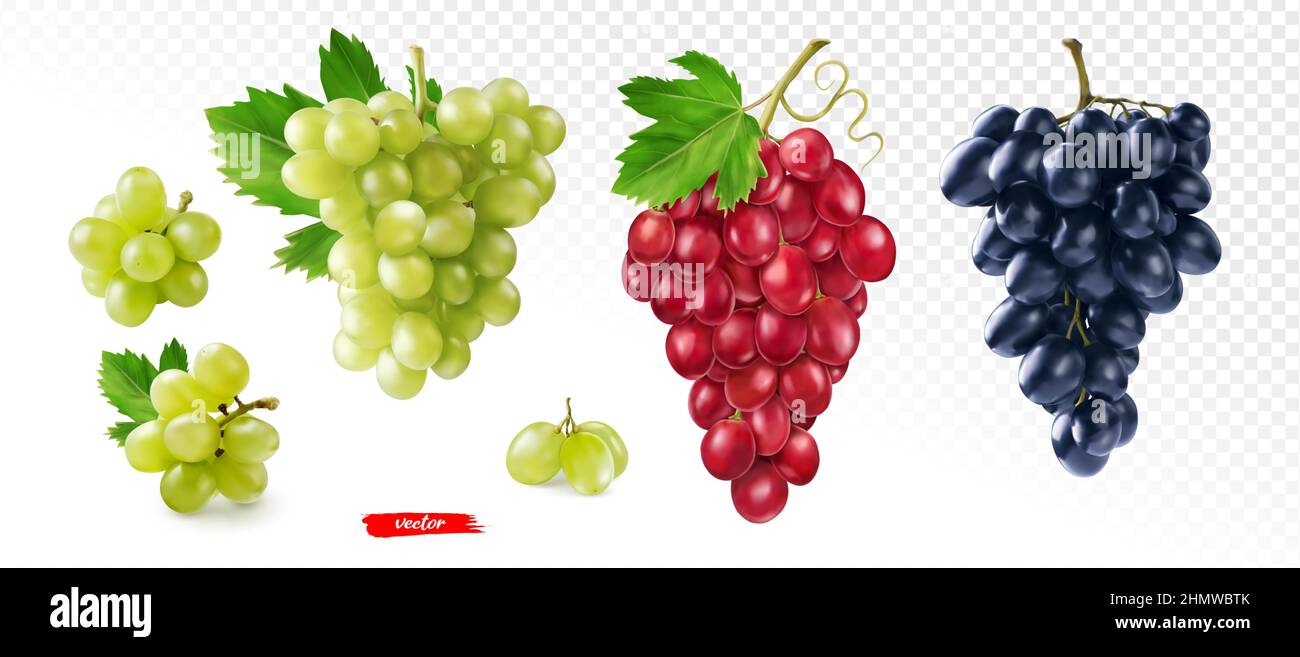 Ensemble de raisin vert, noir et rose isolé. Illustration vectorielle réaliste de différents raisins. Illustration de Vecteur