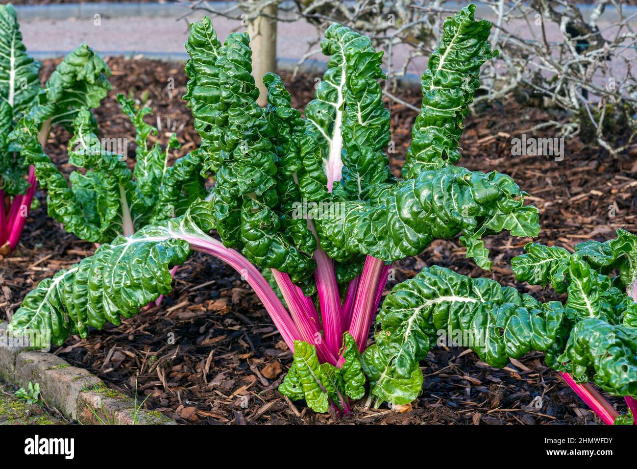 Bêta vulgaris subsp cicla var flavescens 'Rhubarb Chard' une culture alimentaire de salade végétale avec des avantages de régime alimentaire santé, image de stock photo Banque D'Images
