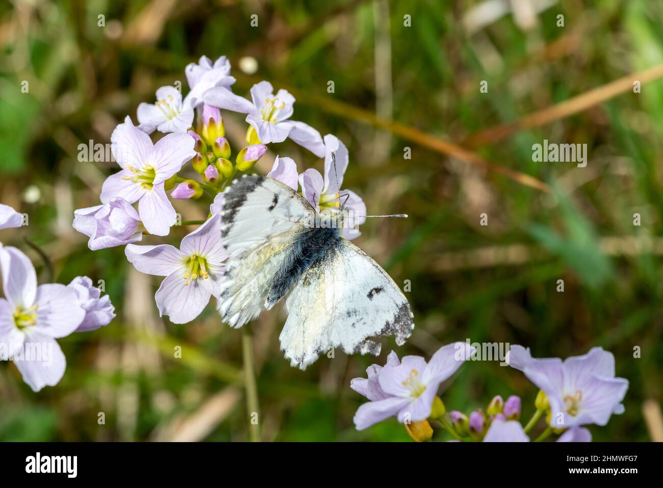 Papillon à pointe orange femelle (Anthocharis cardamines) avec ses ailes étirées se nourrissant d'une fleur de couckoo (Cardamine pratensis) au printemps, stock pho Banque D'Images