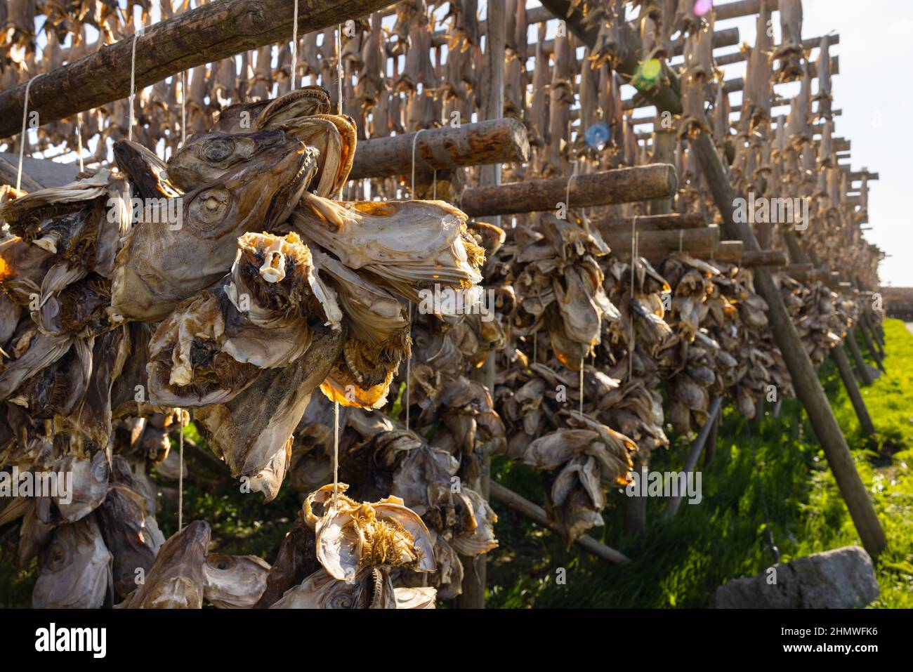 Poisson de morue séchant sur des casiers en bois traditionnels aux îles Lofoten, en Norvège, en Europe Banque D'Images