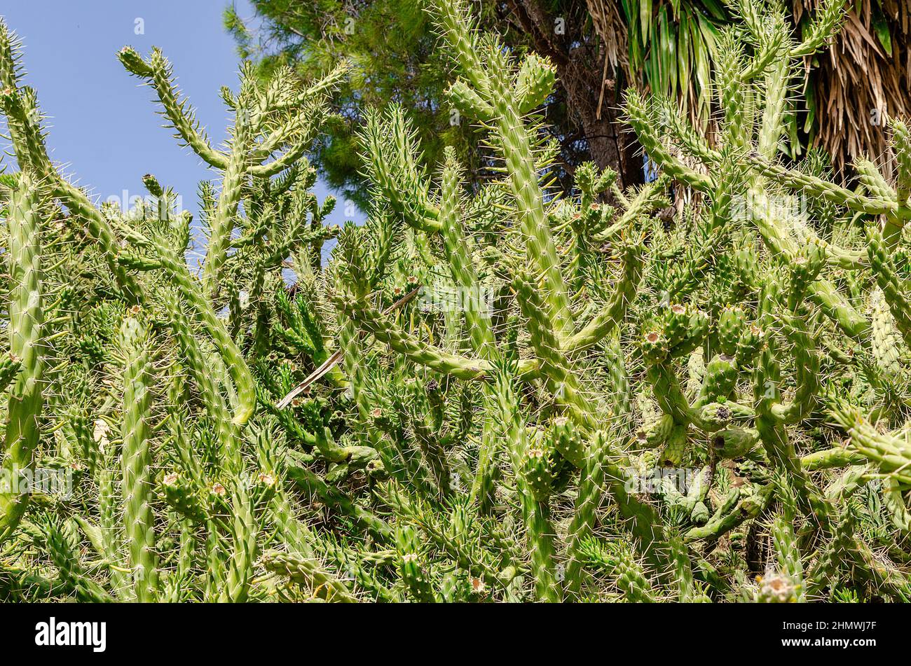 Bush d'Austrocylindropuntia subulata, communément connu sous le nom d'aiguille d'Eve Banque D'Images
