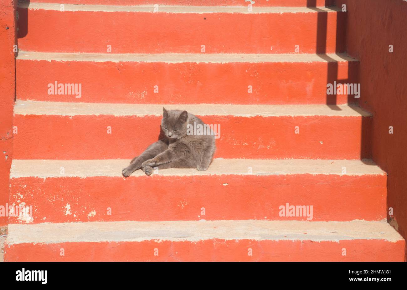 Cat bains de soleil dans les escaliers. Banque D'Images