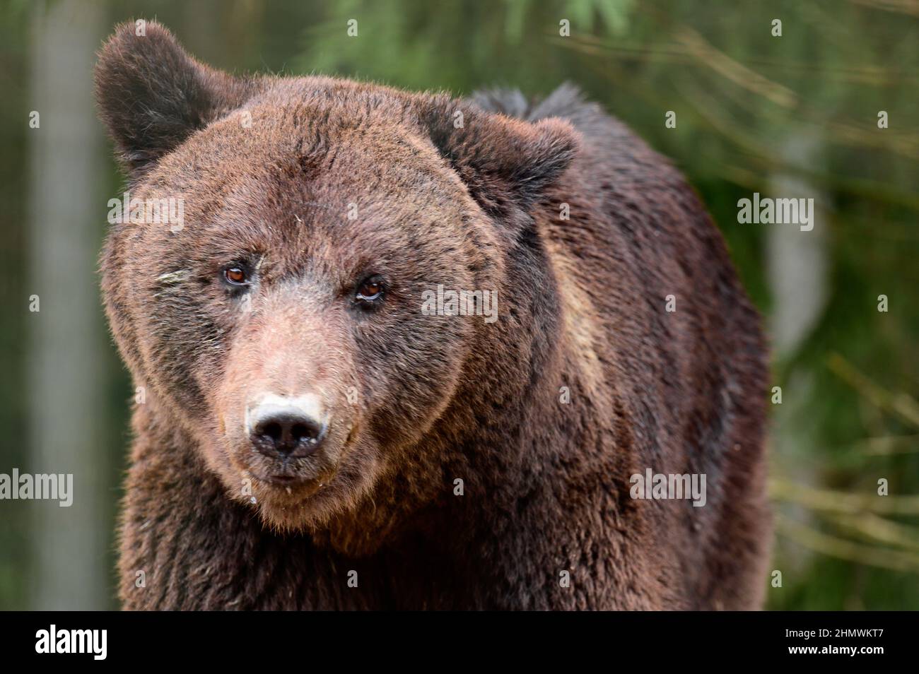 Gros plan d'un ours, tête d'ours marron, gros yeux d'ours. Banque D'Images