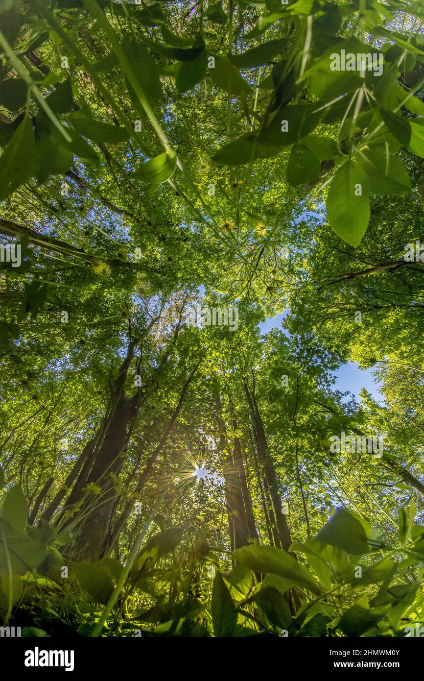 Fleurs de la baie de somme Banque de photographies et d’images à haute
