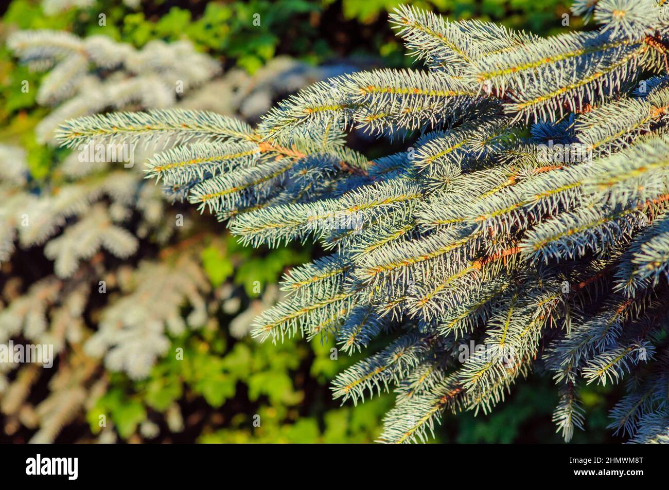 Branche d'épinette bleue avec des aiguilles, un jour ensoleillé. Arrière-plan flou sur un thème de plante, mise au point sélective. Banque D'Images