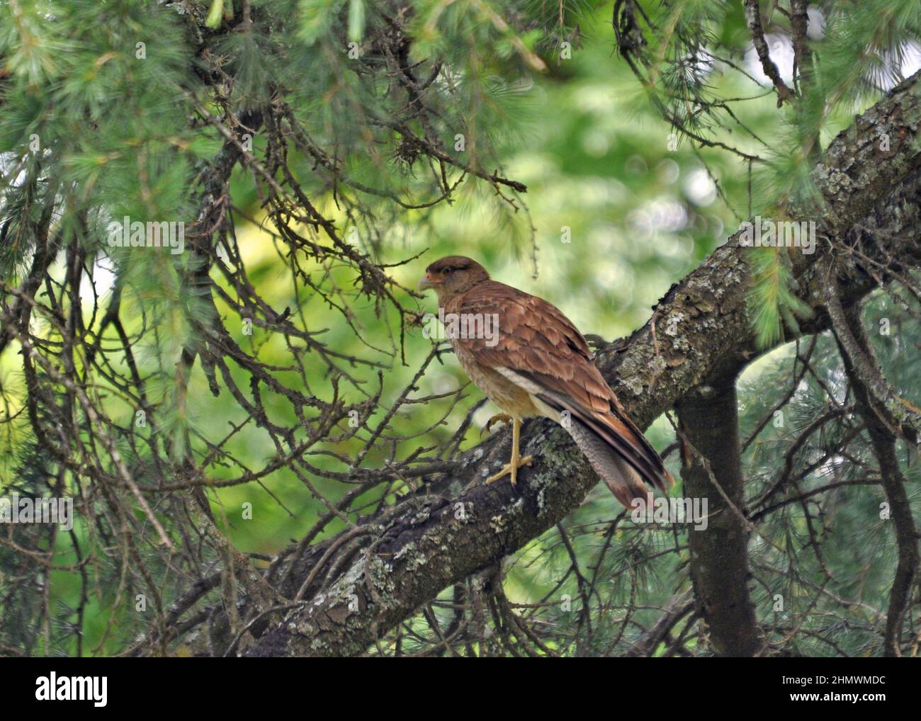 Chimango caracara (Milvago camago) perchée sur une branche dans un arbre, prise près de Buenos Aires, Argentine Banque D'Images