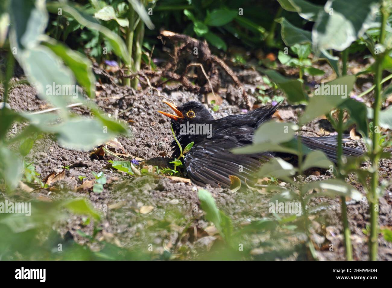 Oiseau noir commun (Turdus merula) prenant un bain de poussière avec la bouche ouverte. Prise dans un jardin à l'arrière, Kent, Royaume-Uni Banque D'Images