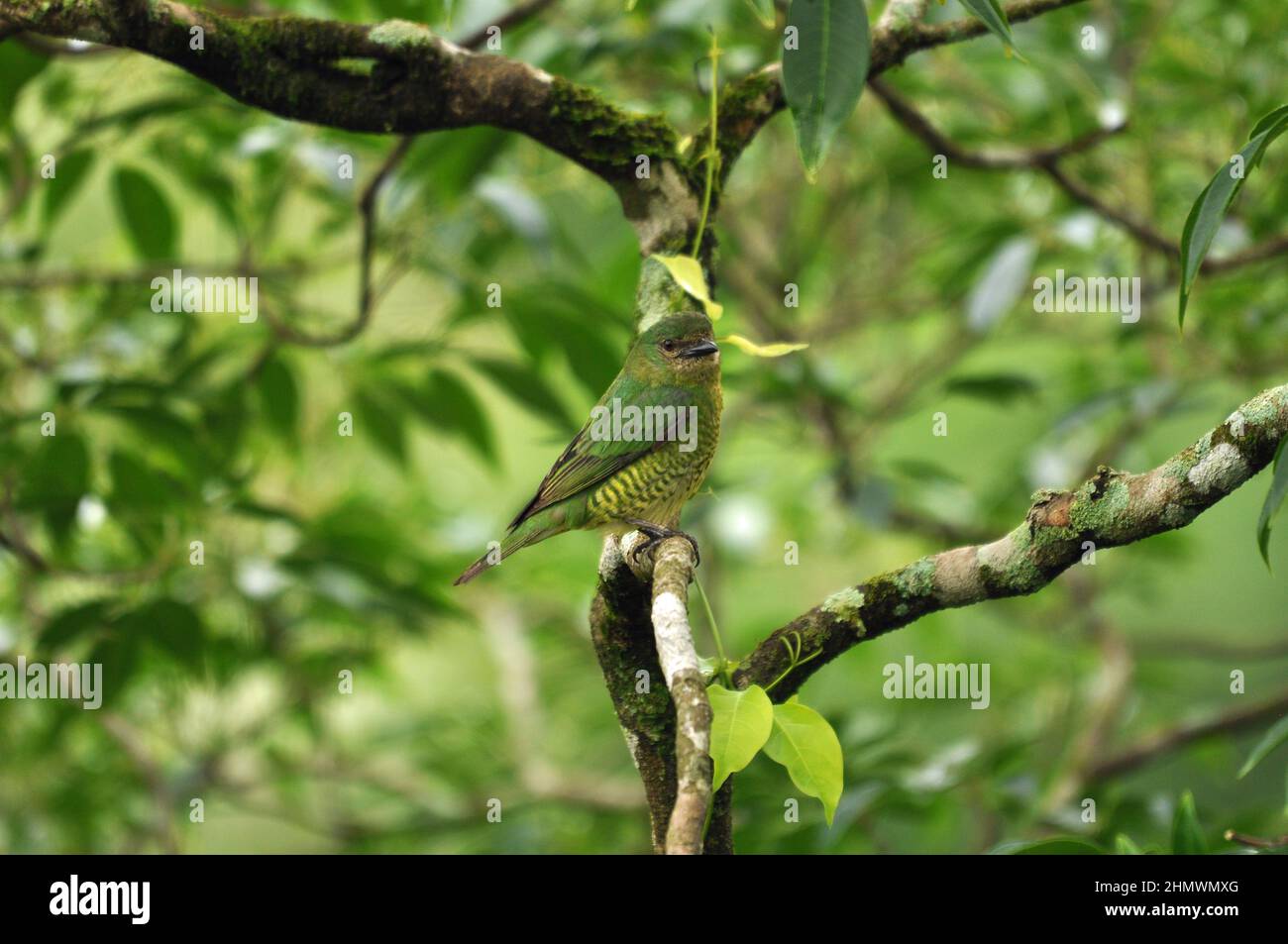 Jaune verdâtre (Sicalis olivascens) perchée sur une branche, vue latérale. Prise aux chutes d'Iguazu, Argentine Banque D'Images