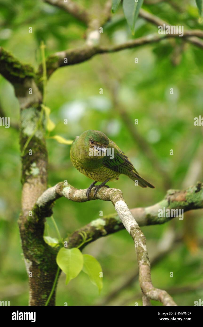 Jaune-Finch verdâtre (Sicalis olivascens) perché sur une branche face à la caméra, prise aux chutes d'Iguazu, en Argentine Banque D'Images