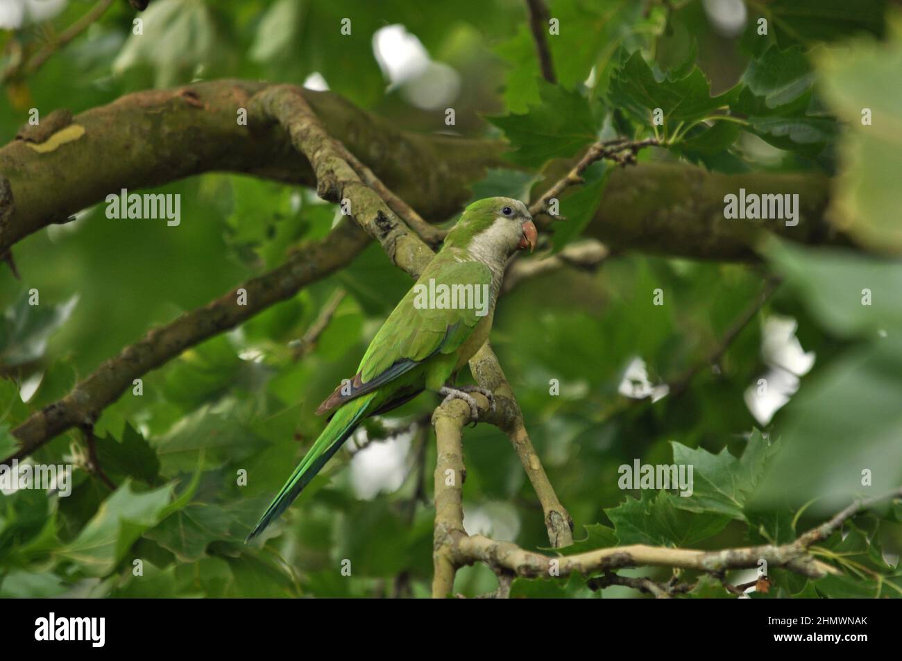 Monk Parakeet (Myiopsitta monachus) perché dans un arbre, gros plan et plan latéral. Pris en Argentine Banque D'Images