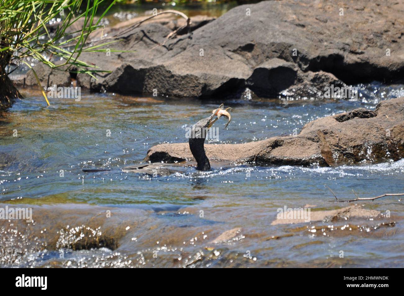 Cormorant néotrope ou cormorant olivacé (Nannopterum brasilianum) avec des poissons pêchés dans l'eau courante. Prise aux chutes d'Iguazu, Argentine. Banque D'Images