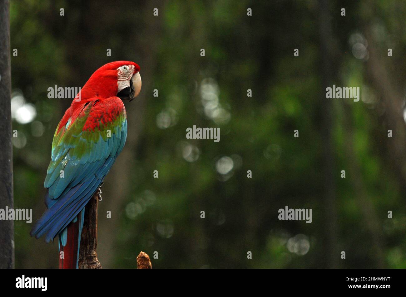Macaw rouge et vert (Ara chloropterus) perchée sur une branche, prise à Parque das Aves, Brésil Banque D'Images
