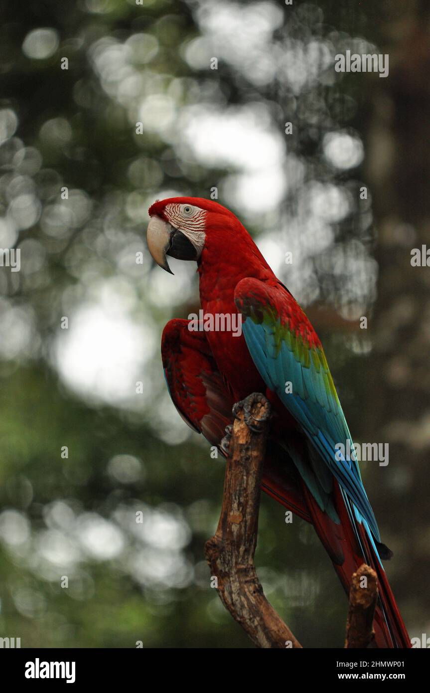Macaw rouge et vert (Ara chloropterus) perchée sur une branche, prise à Parque das Aves, Brésil Banque D'Images