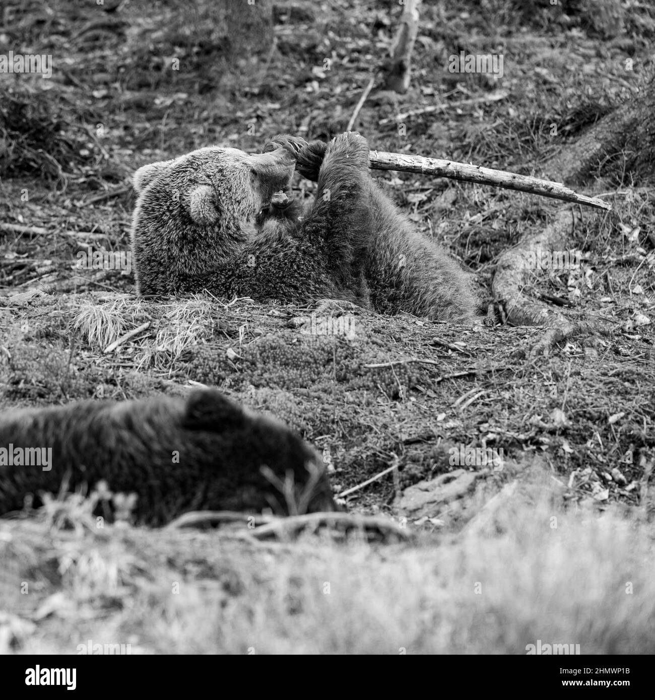 Un grand et formidable ours joue avec un bâton, un support de ressort pour un ours, un citadin de forêt. Banque D'Images