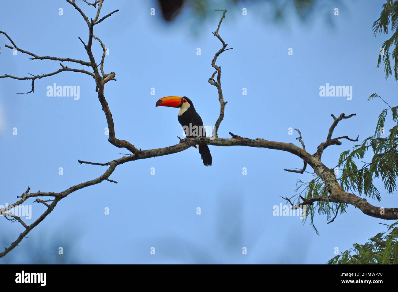 Toco Toucan (Ramphastos toco) perché sur une branche d'arbre, vue latérale. Prise aux chutes d'Iguazu, Argentine Banque D'Images