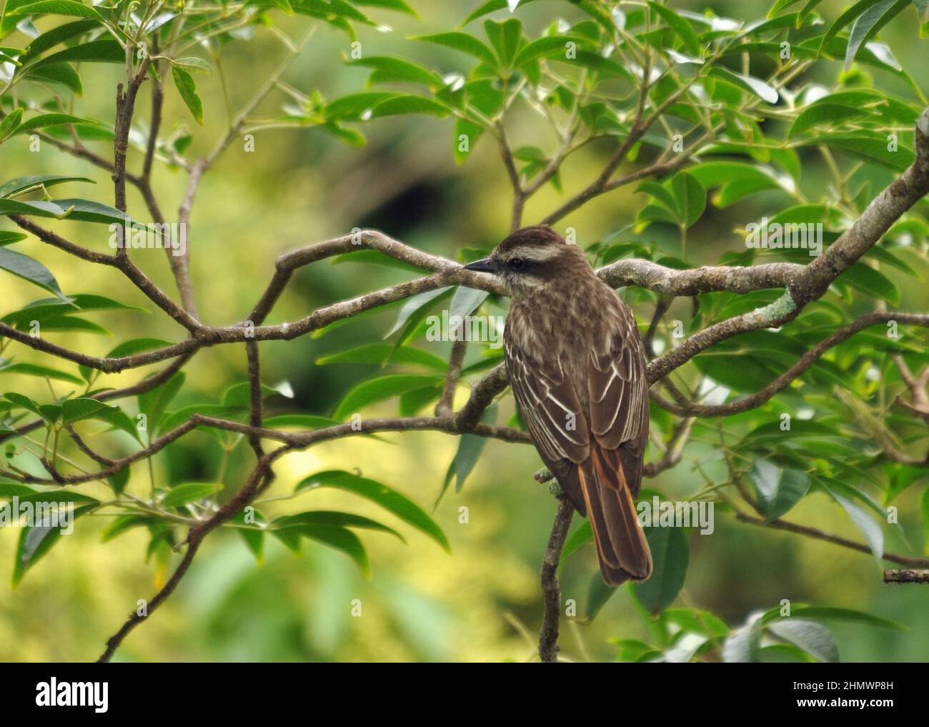 Moucherolle variégé (Empidonomus varius) perché dans un arbre sur une branche, vue de derrière. Prise aux chutes d'Iguazu, en Argentine Banque D'Images