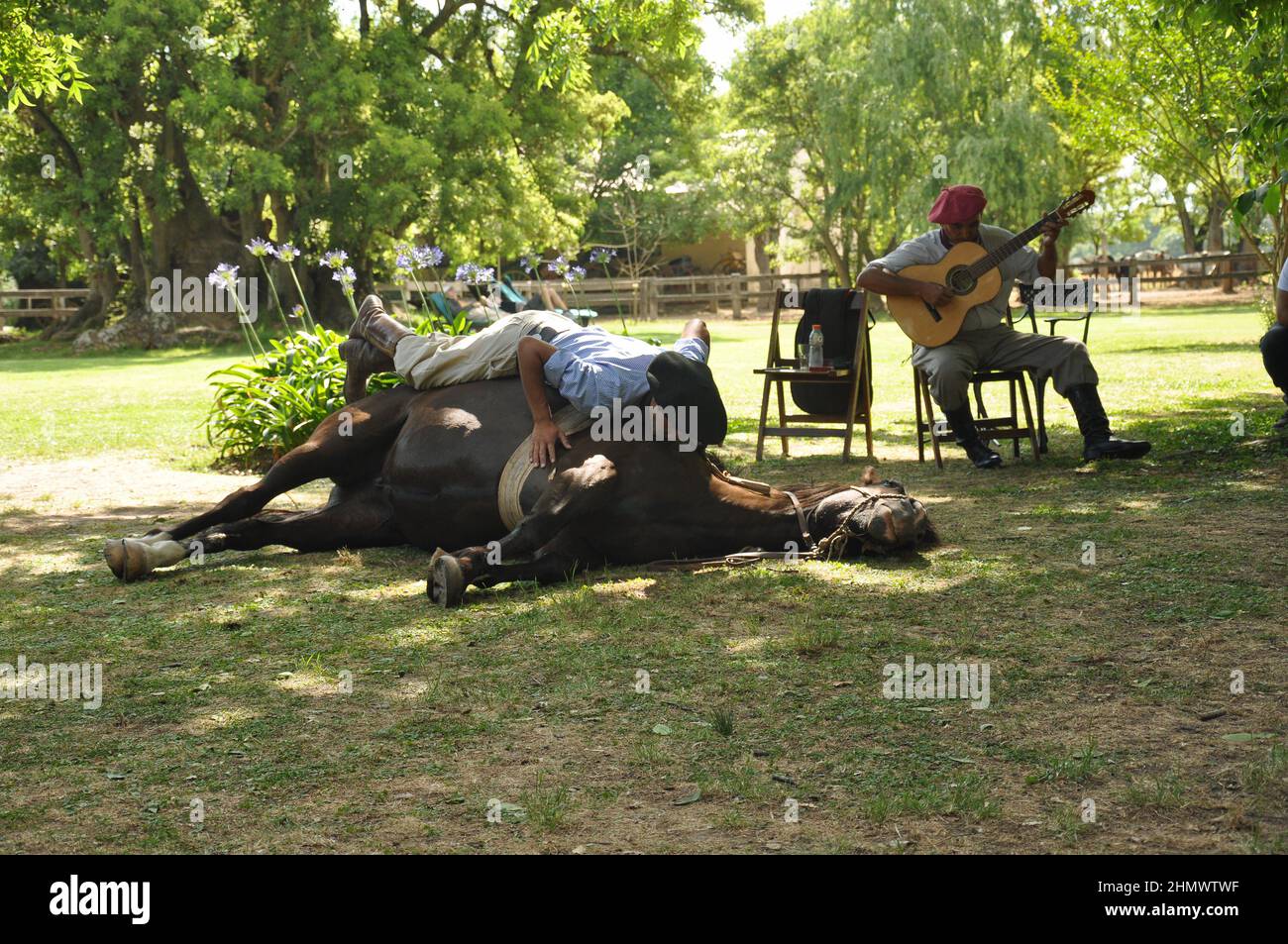 Gaucho argentin traditionnel montrant des compétences de cheval à la pampas couché sur le cheval Banque D'Images