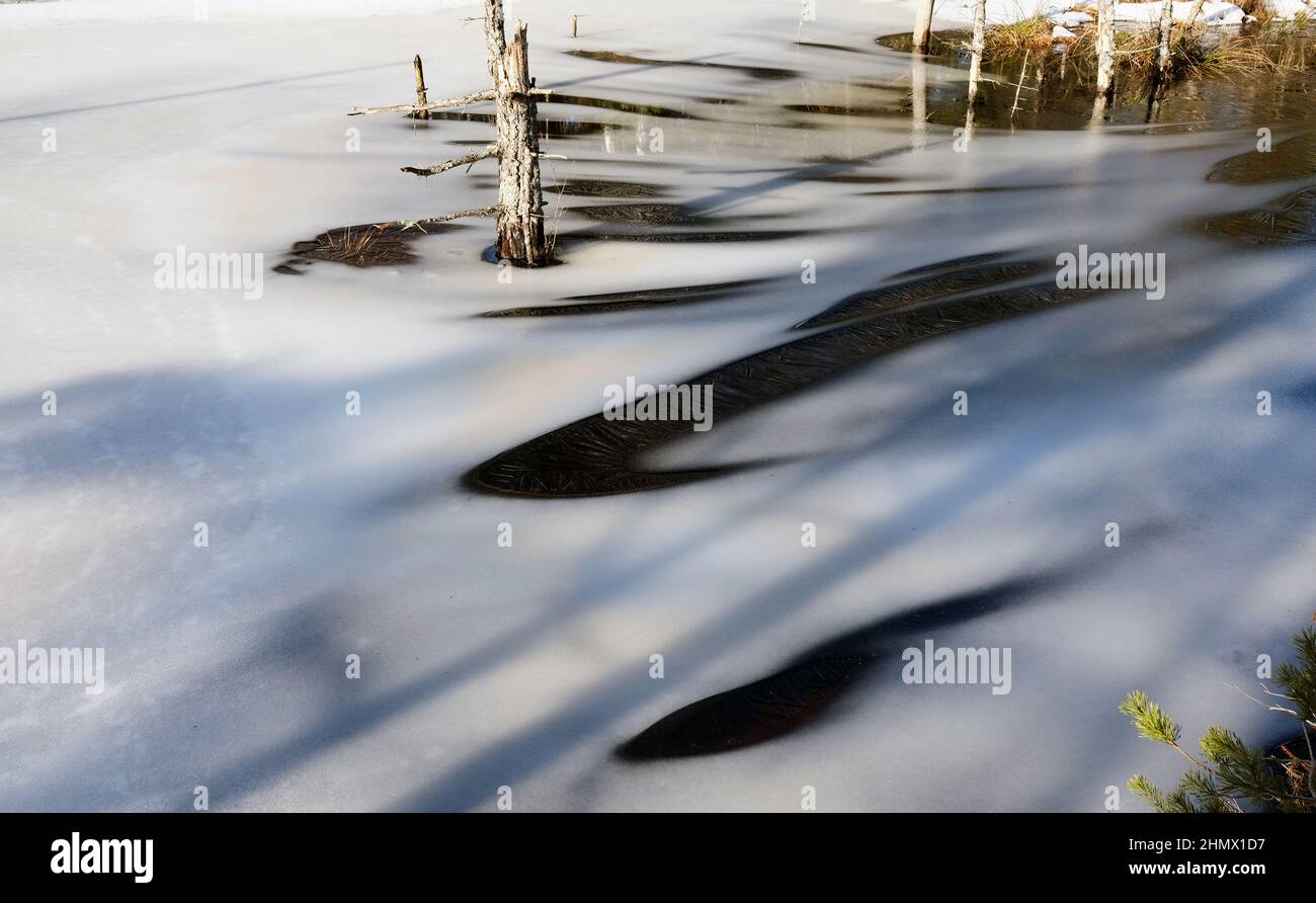 Marais couvert de glace dans la tourbière, parc national Kemeri, Lettonie Banque D'Images