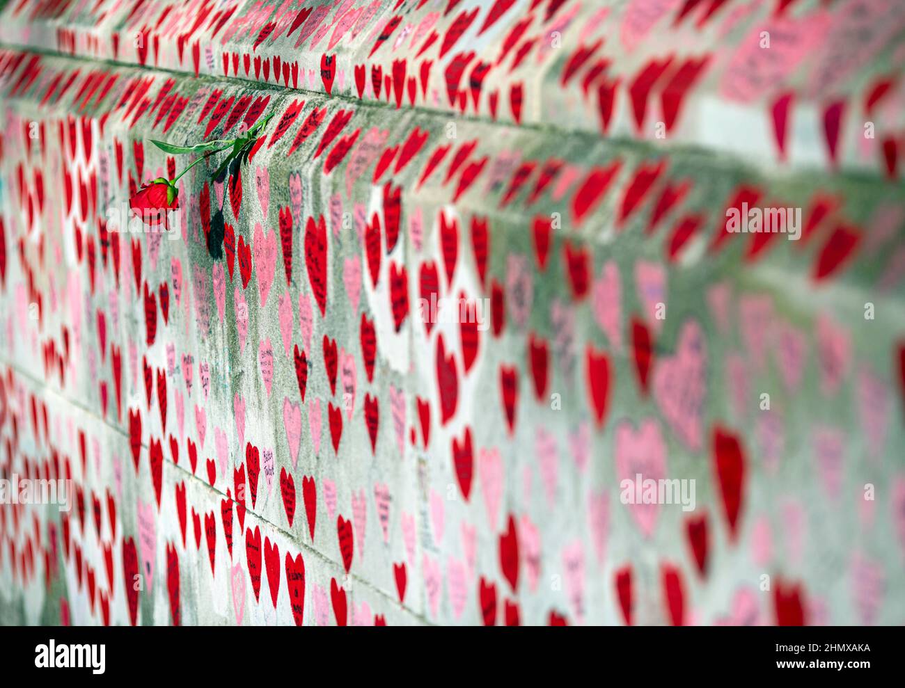 Red rose adore le mur commémoratif national de Covid, Southbank, Londres, Royaume-Uni. Banque D'Images