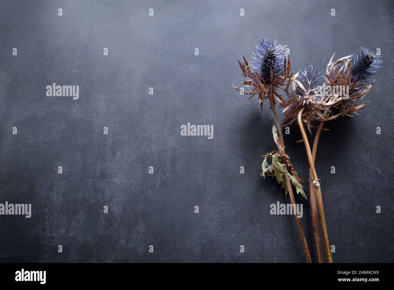 Fleurs sèches de la plante à tête bleue de la famille des umbelliferae avec des fleurs de prickly bleues, tiges brunes sur fond noir avec espace de copie. Banque D'Images