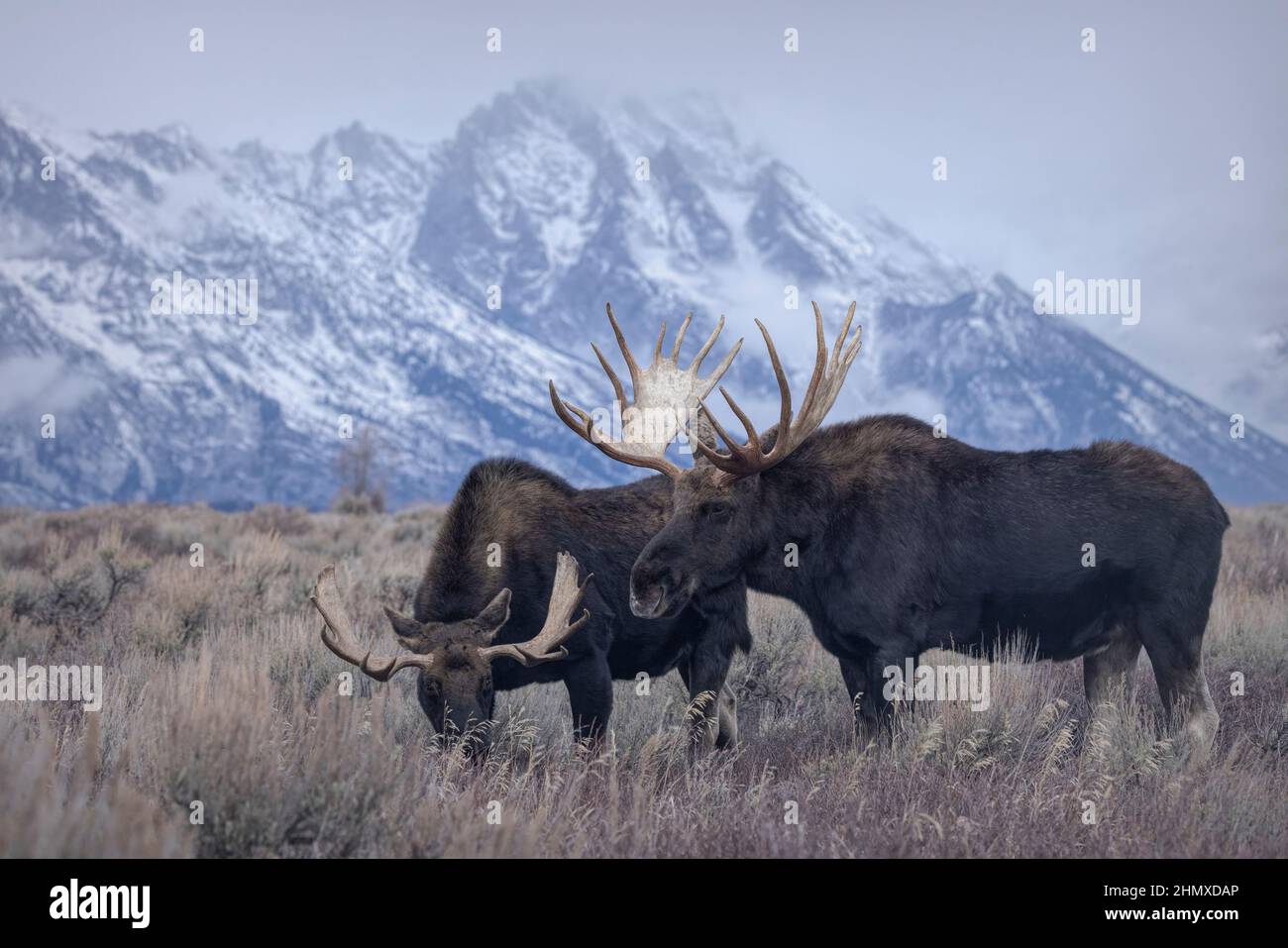 Shiraz Moose (Alces alces), parc national de Grand Teton, Wyoming Banque D'Images