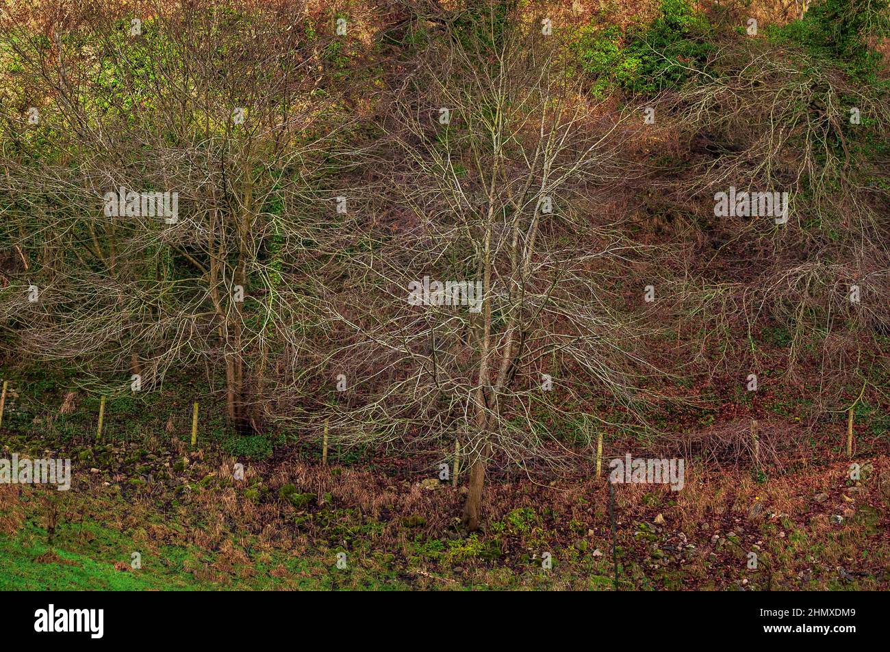 Arbres denses mais sans feuilles à coloration rouge vif, sous un soleil d'hiver subtil à Coombs Dale, près de Calver, dans le Derbyshire. Banque D'Images