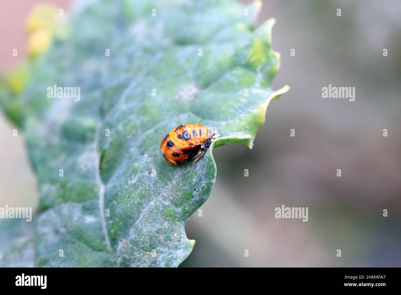 Un gros plan de la coccinelle asiatique multicolore (Harmonia axyridis) sur les plantes vertes. Banque D'Images