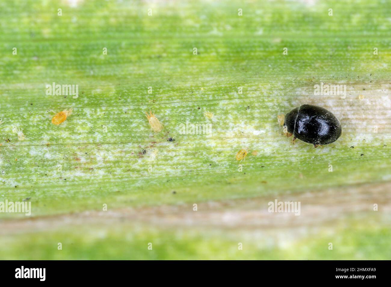 Stethorus punctillum (Coccinellidae) a chassé sur un prédateur - destroyers de tétranychidae. Banque D'Images