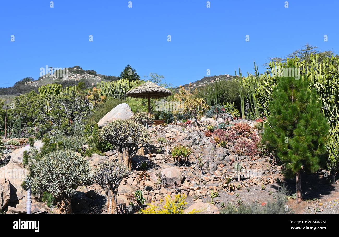 ESCONDIDO, CALIF - 9 FÉV 2022: Le jardin succulent de l'ancien monde au San Diego Zoo Safari Park Banque D'Images